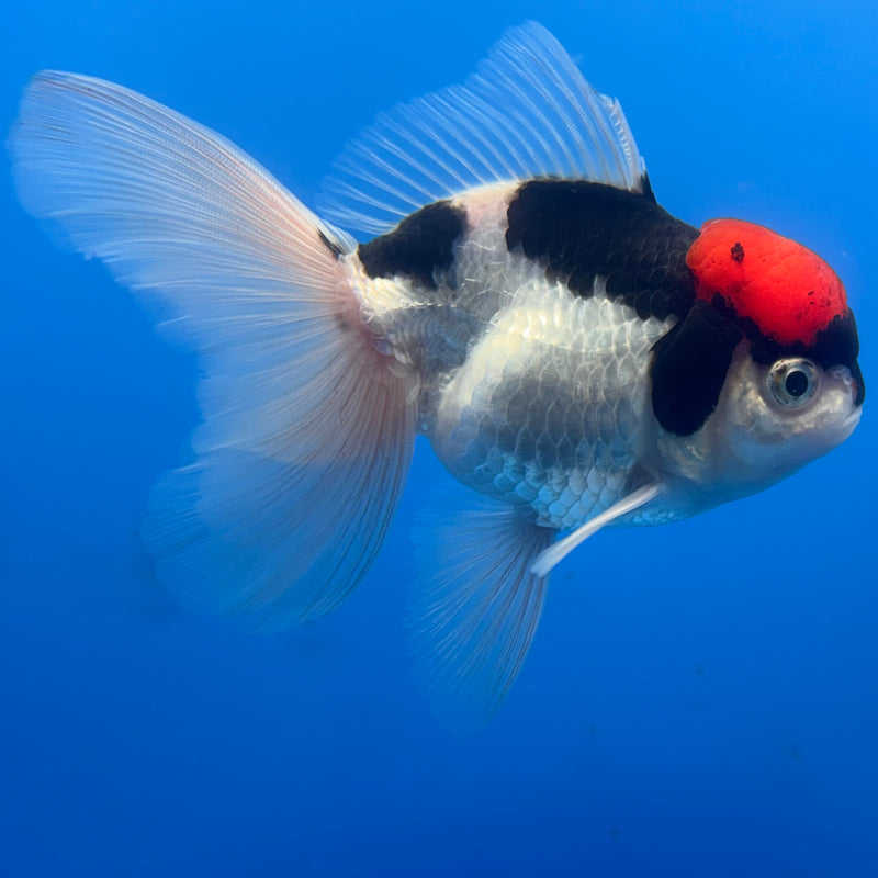 Thai Oranda Tri-Color 3” Body Female(CK-677)R1B10