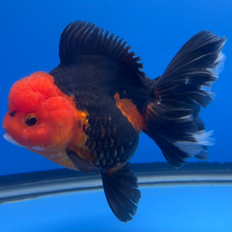 Thai Premium Oranda Yuanbao Apache 4” Body Female(CK-755)R1BlueTub4
