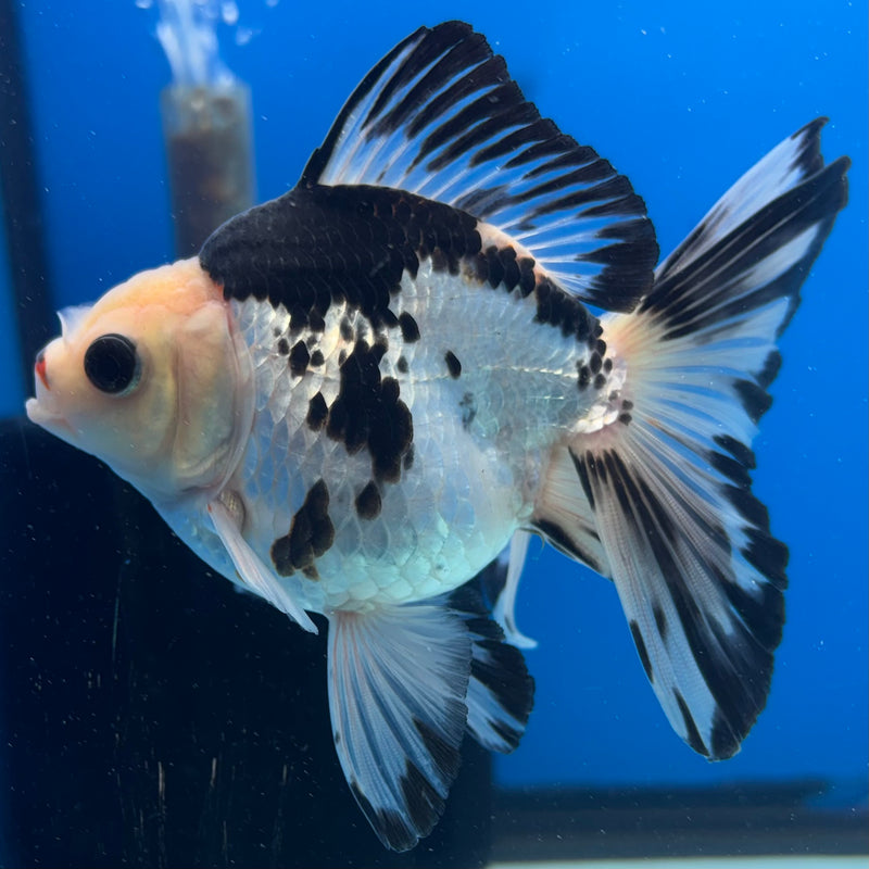 Thai Oranda Panda 3” Body Male(CK-1401)R1B09