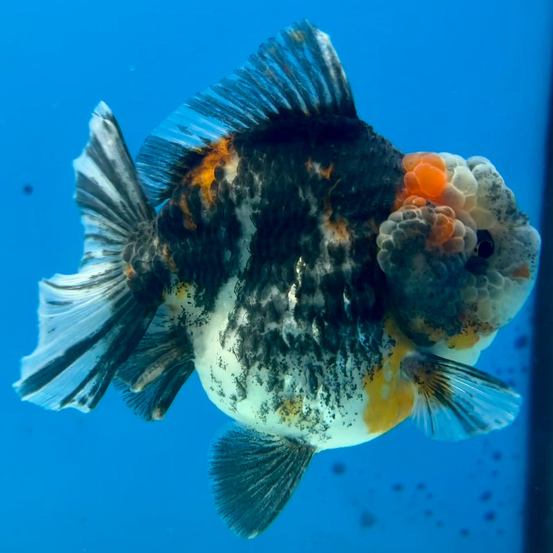 Thai Oranda Tri-Color Calico 3” Body Male(QGF-CK-1093)SHOWTANK