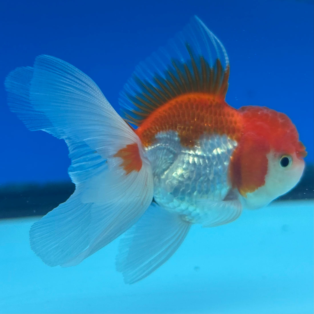 Thai Oranda Red/White 2" Female (CK-1562)R3A09