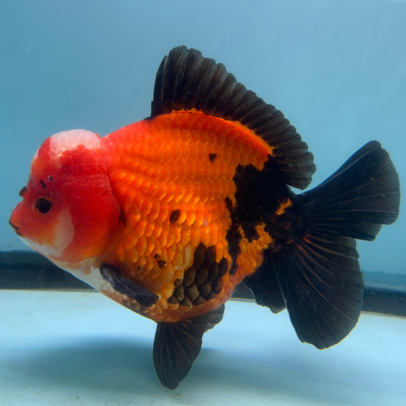 Thai Premium Jumbo Aapche Short Tail Giant Breed 5.00 inch Body Oranda (CRP-JO1016)