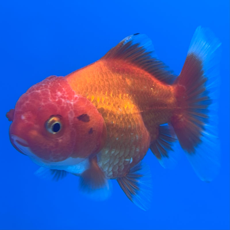 Thai Oranda Red/White 2.5” Body Female(CK-1002)R3B18