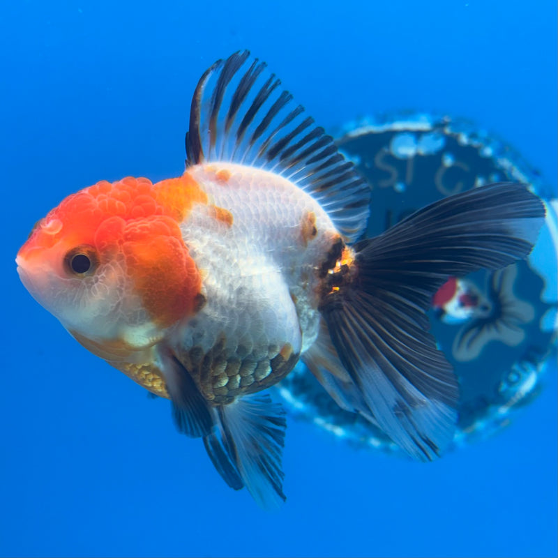 Thai Oranda NOK Apache 2.5” Body Female(NOK-CK-1182)R3B15