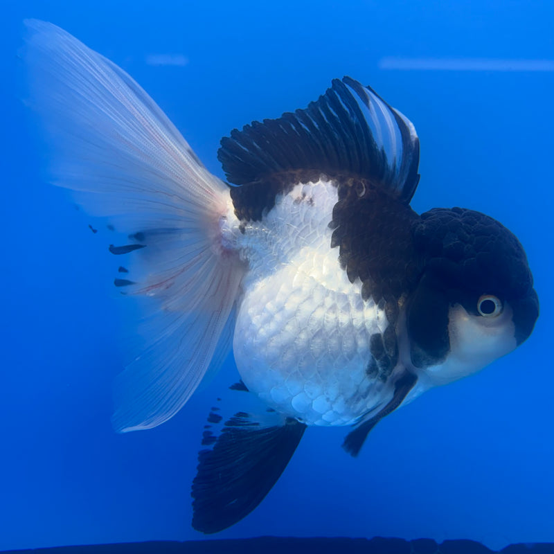 Thai Oranda Panda 4” Body Male(CK-807)R1A08