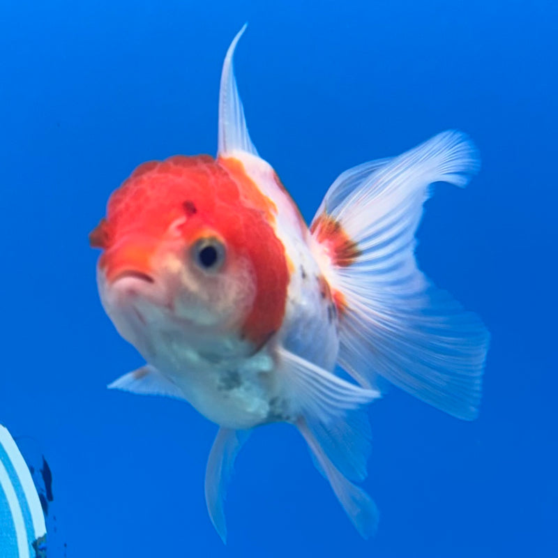 Thai Oranda Red/White 2” Body Female(CK-1283)R3B03
