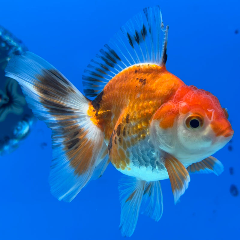 Thai Oranda Tri-Color/Apache 2.5” Body Male(CK-856)R3B17