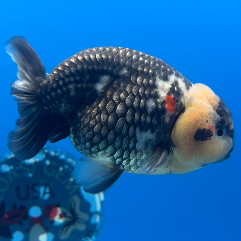 Thai Ranchu Lemon Head Dark Calico 3.5" Body Male(CK-895)R1A11