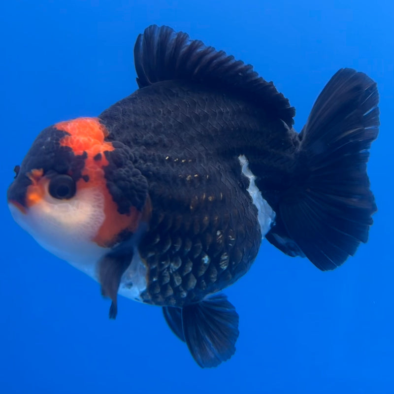 Thai Premium Oranda Yuanbao Tri-Color 4” Body Male(CK-758)R1BlueTub4