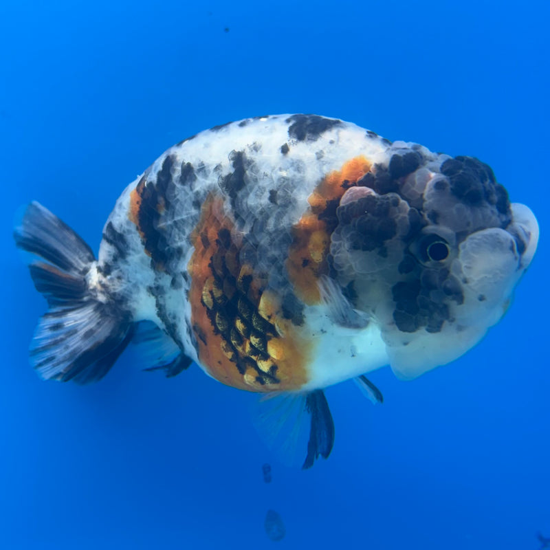 Thai Ranchu JUMBO Calico 4.5” Body Male(BIN-CK-1046)SHOWTANK2