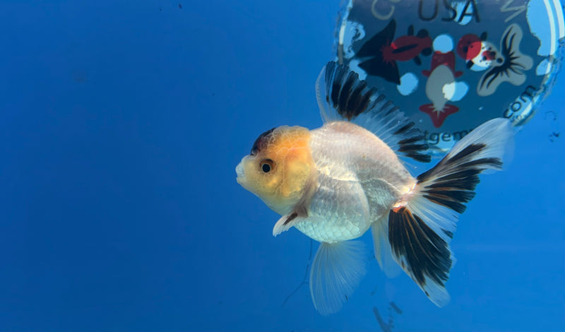 Thai Oranda Lemonhead Tri-Color 2.5” Female (FEB-272)R3A09