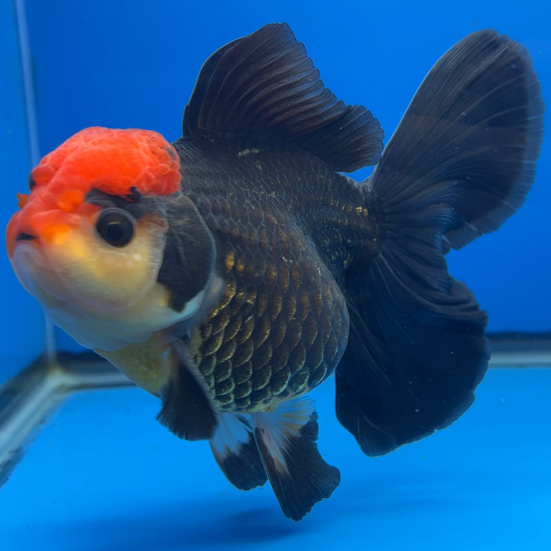 Thai Oranda AA JUMBO Tri-Color 4” Body Male(AA-CK-1354)R1BLUETUB3