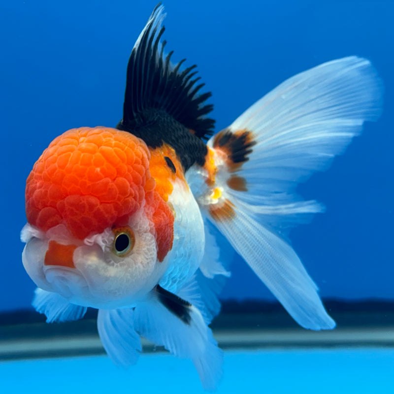 Thai Oranda Tri-Color Apache 2.5” Body Female(CK-676)R1B10
