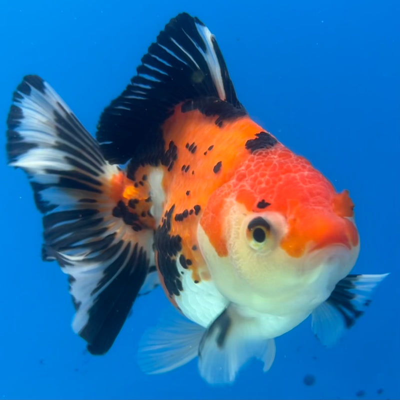 Thai Oranda Apache 3.5” Body Female(CK-1196)SHOWTANK
