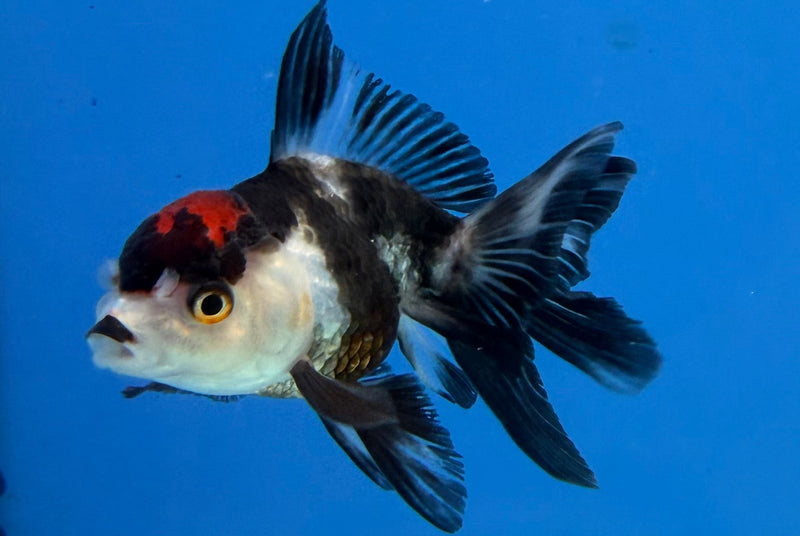 Thai Oranda Panda Red Cap 2.5” Female (FEB-274)R3A09