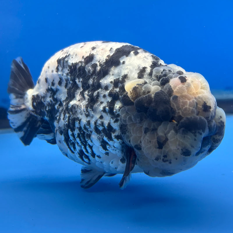 Thai Ranchu White Tiger 4” Body Male(BIN-CK-1040)R1BLUETUB2