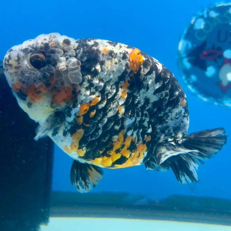 Thai Ranchu Calico 4” Body Male(CK-1213)BLUETUB1