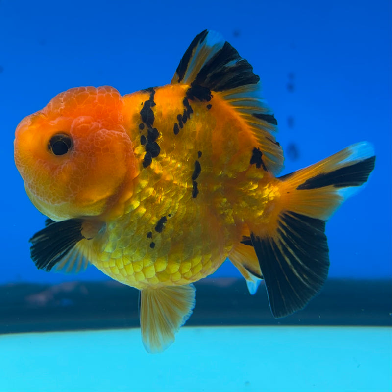 Thai Oranda SHOGUN 2.5” Body Female(CK-1154)R3A10