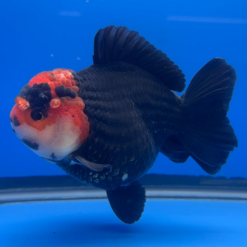 Thai Premium Oranda Yuanbao Black Body Red Cap 4” Body Male(CK-766)R1BlueTub4