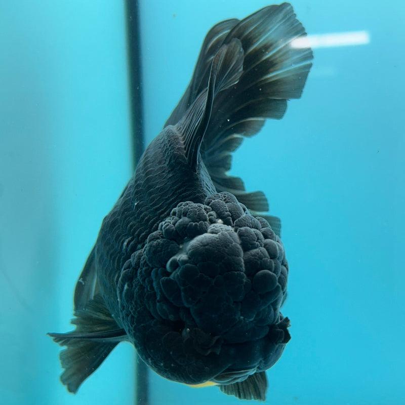 Thai Black Oranda 4”Body Female (JCD-093)R1A10