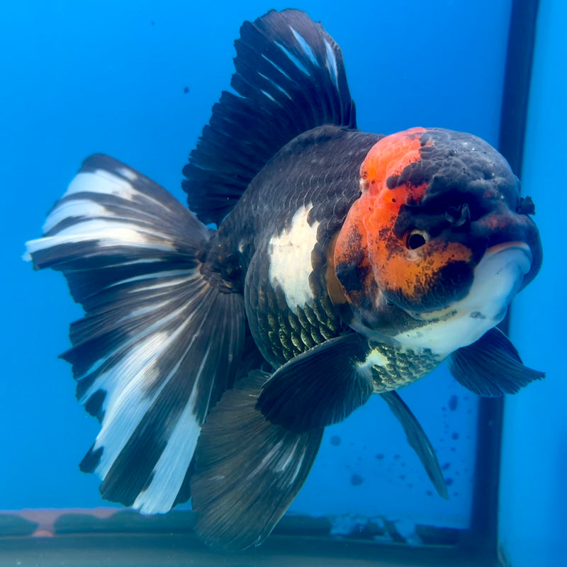 Thai Oranda AA Quality Tri-Color Orchid Tail 5” Body Male(CK-1104)SHOWTANK2