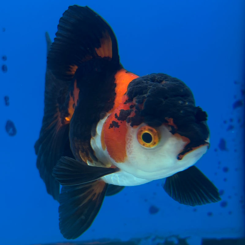 Thai Oranda Apache 3.00” Body Female(CK-1119)R3A16