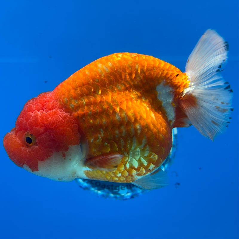 Thai Ranchu JUMBO Red/White 4.5” Body Female(CK-1452)SHOWTANK2
