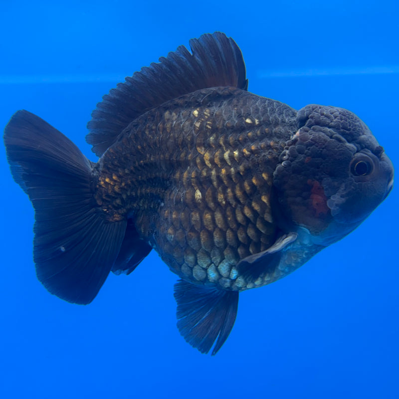 Thai Oranda JUMBO Full Black/Tri-Color4” Body Male(QGF-CK-1342)BLUETUB1