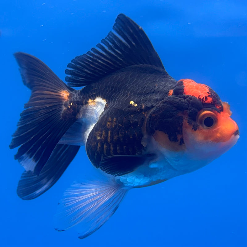 Thai Oranda Apache 2.5” Body Female(CK-1261)R3B11