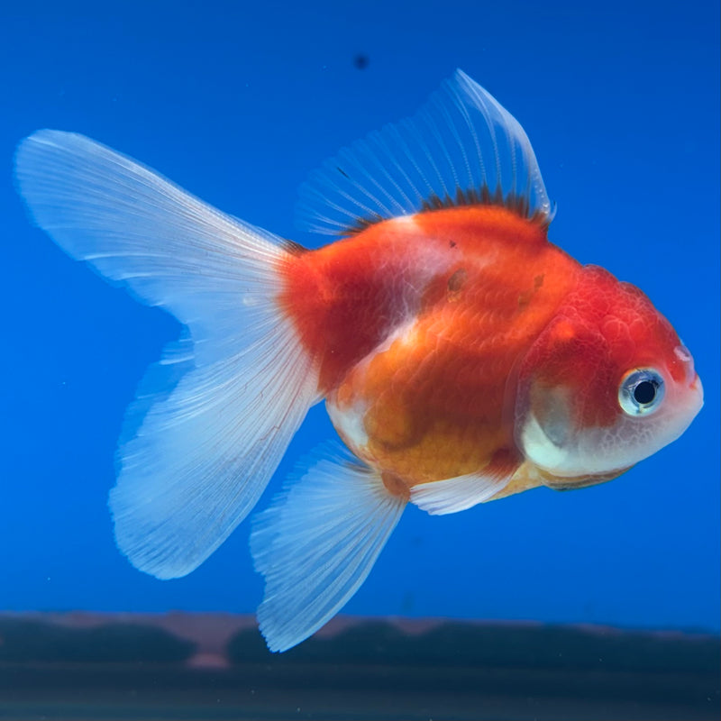 Thai Oranda Red/White Calico 2” Body Female(CK-1267)R3B06