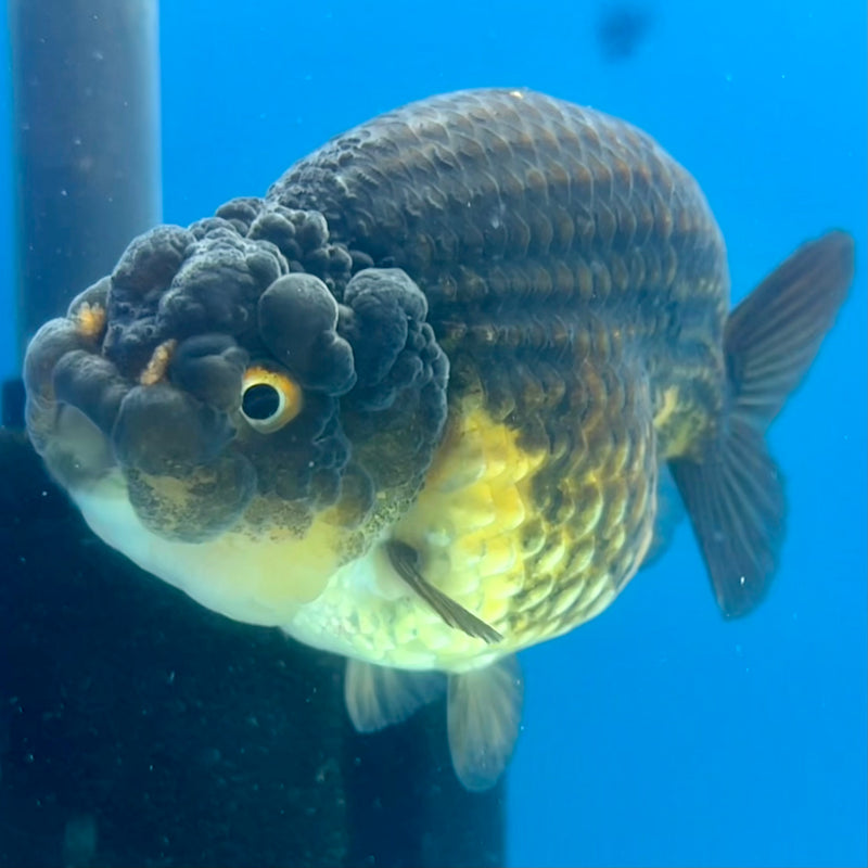 Thai Ranchu SPECIAL COLOR Apache 3.5” Body Male(CK-1110)R1A04