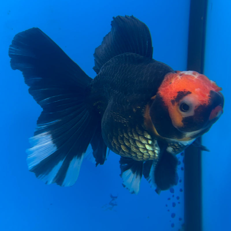 Thai Oranda Black Body Red Cap 3” Body Male(CK-844)R3B19