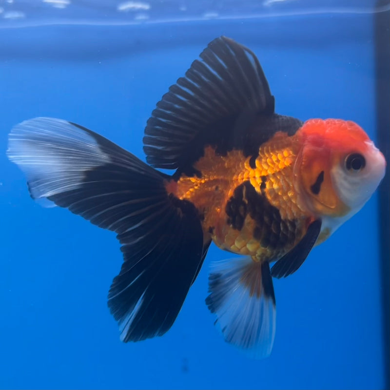 Thai Oranda Apache 2.5” Body Male(CK-1426)R3B18