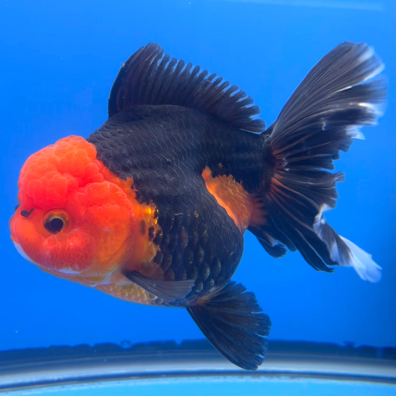Thai Premium Oranda Yuanbao Apache 4” Body Female(CK-755)R1BlueTub4