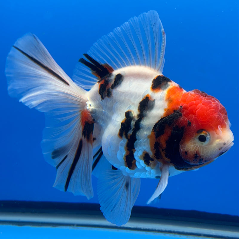 Thai Oranda Tri-Color Calico Tiger 3.5” Body Male(CK-714)R1A06