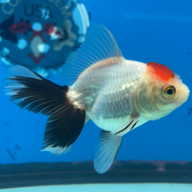 Thai Oranda Tri-Color 2.5" Female (CK-1521)R3B16