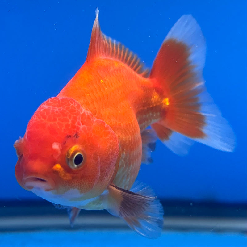 Thai Oranda Tri-Color 2.5” Body Male(CK-1003)R3B18