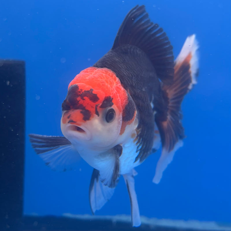 Thai Oranda Tri-Color 3” Body Male(CK-839)R3B20