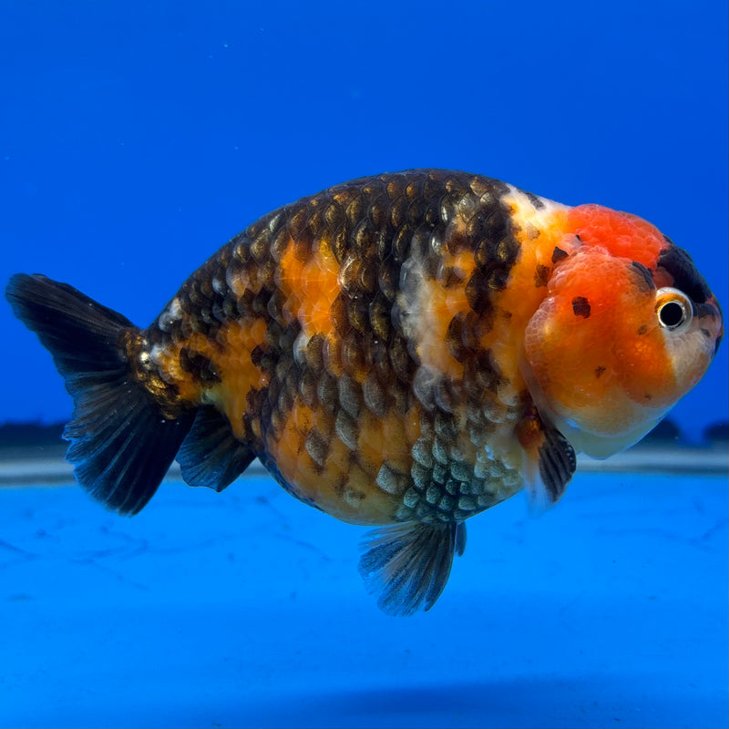 Chinese Ranchu Calico 4” Body Male(CK-1466)R2A09