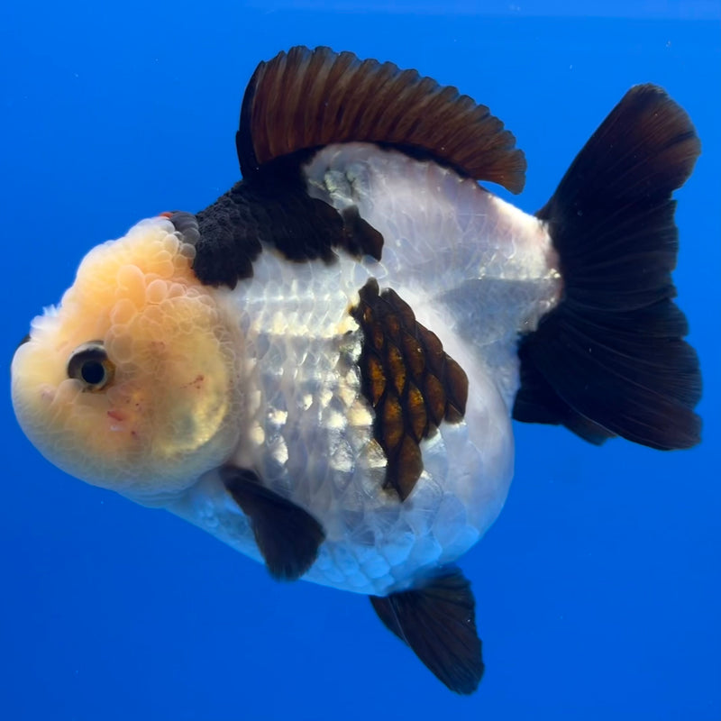 Thai Premium Oranda Yuanbao Lemon Head Panda 4” Body Female(CK-752)R1BlueTub4
