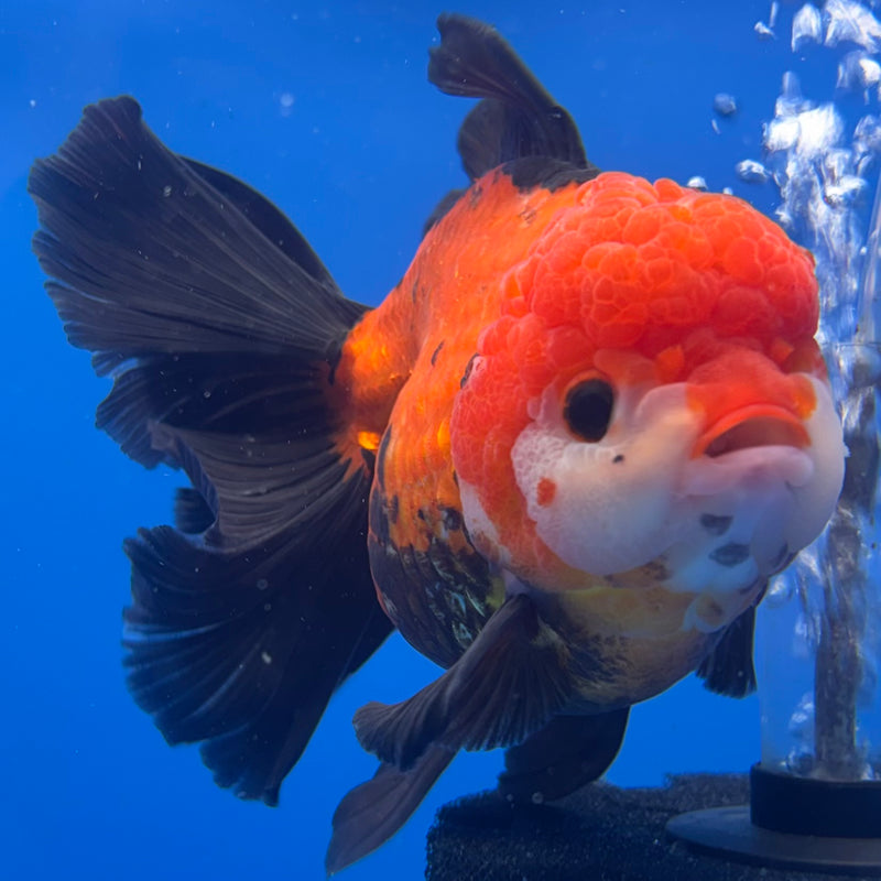 Thai Oranda JUMBO Apache 4.5” Body Female(QGF-CK-1319)BLUETUB1