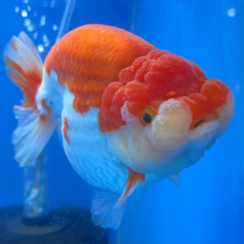 Thai Ranchu Lionchu Super Jumbo Red/White 5” Body Female(CK-763)SHOWTANK