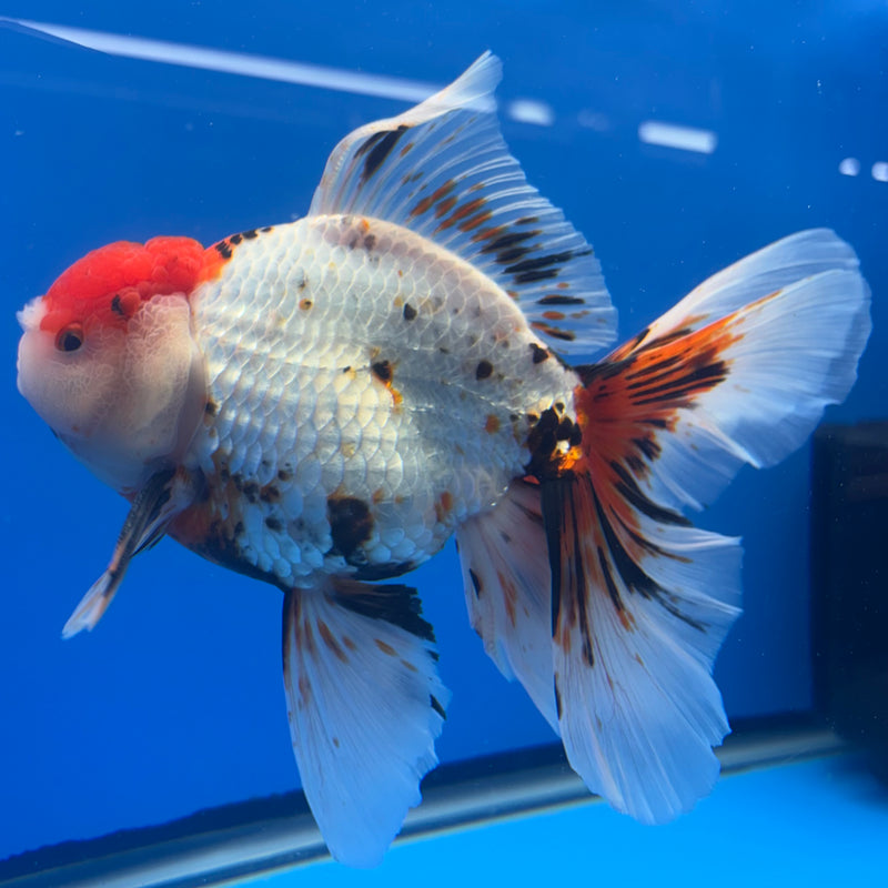 Thai Oranda JUMBO Tri-Color 4.5” Body Male(QGF-CK-1326)BLUETUB1
