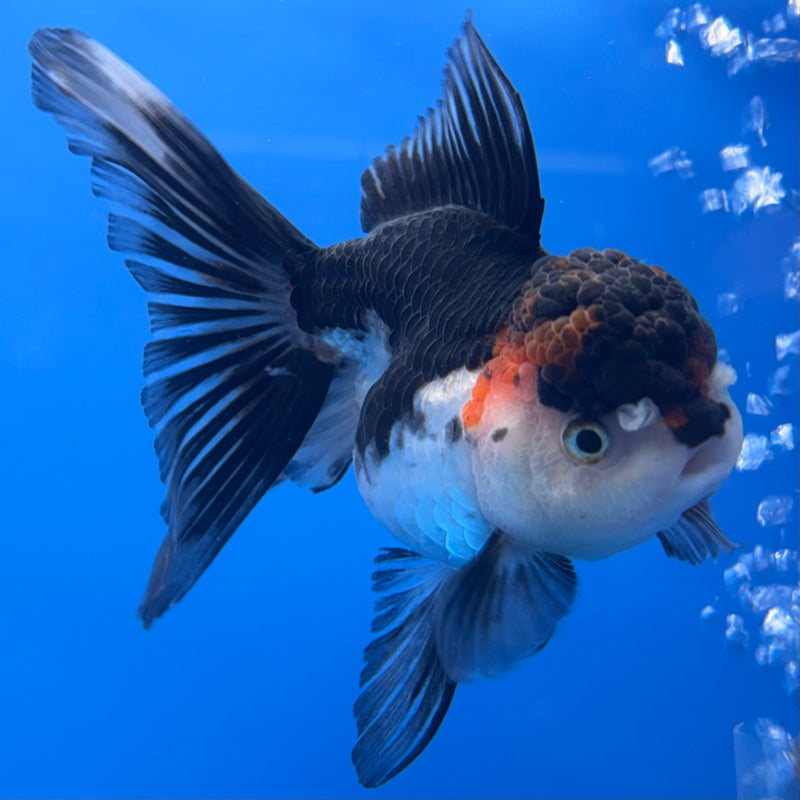 Thai Oranda Tri-Color 3” Body Female(CK-707)R1A05