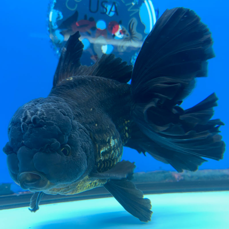 Thai Oranda Black Body Red Cap 4” Body Male(CK-1496)R2B22