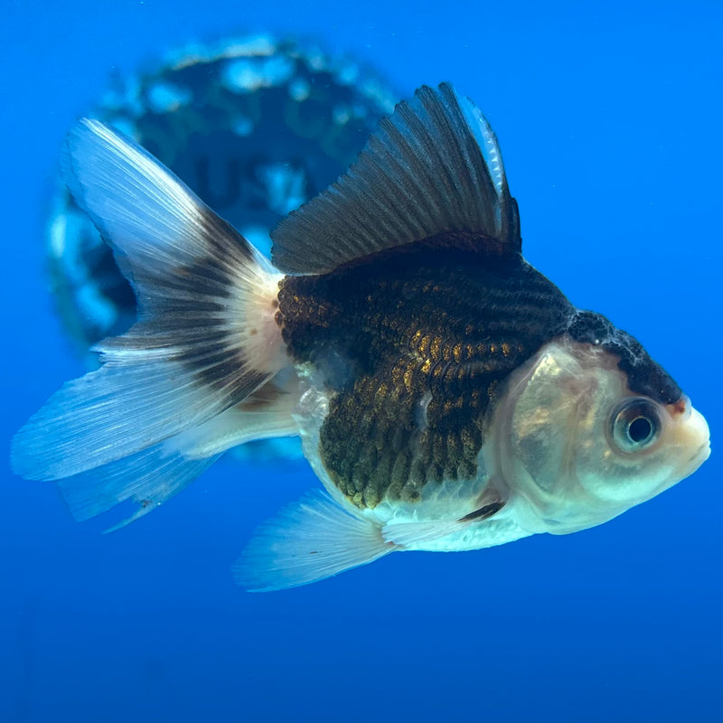 Thai Oranda Panda 2” Body Female(CK-1012)R3B15