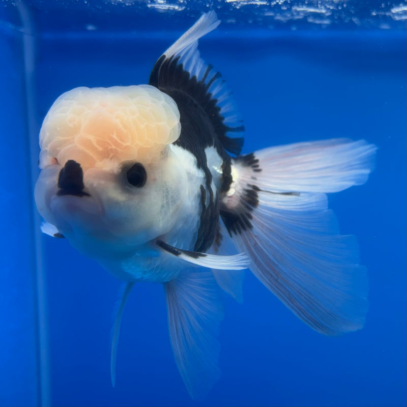 Thai Oranda Panda 3” Body Male(CK-1375)R1B11
