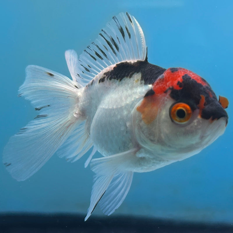 Thai Tri-Color Oranda 2“ Body Female (JCD-129) R4B11