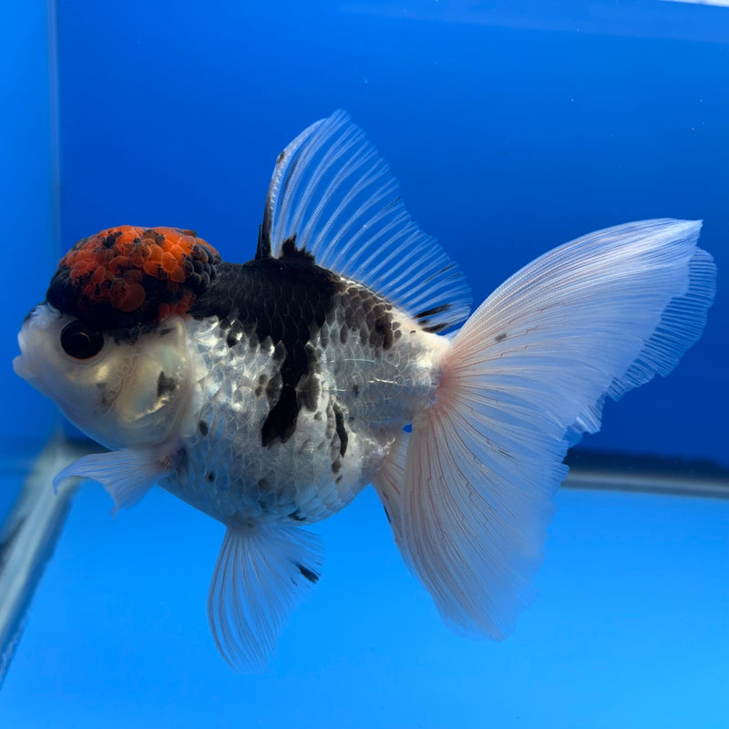 Thai Oranda Tri-Color 3.5” Body Female(CK-733)R1B01