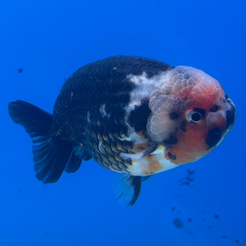 Thai Ranchu Apache Calico RARE 3.5" Body Male(CK-893)R1A11